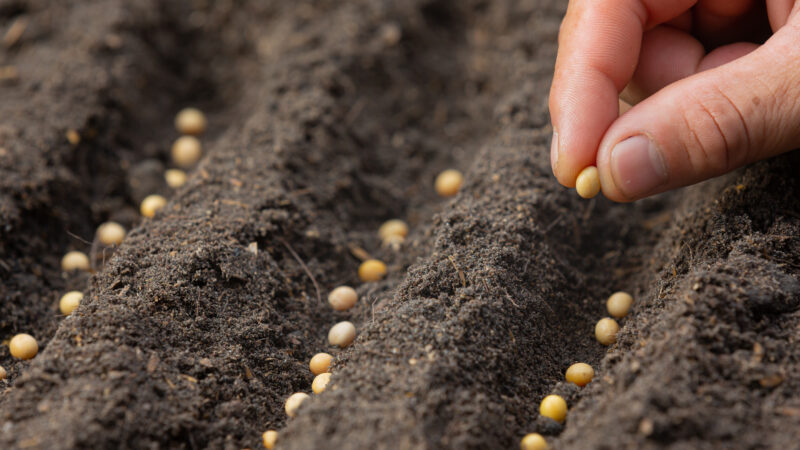 El Programa “Huerta en Casa” entregará semillas de la temporada primavera- verano 